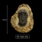 Devonian Trilobite Fossil in Matrix
