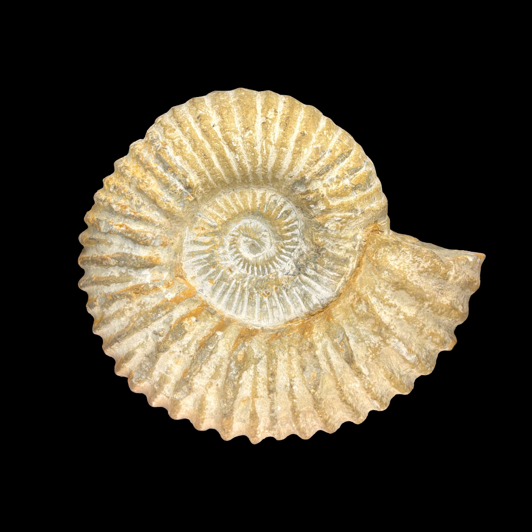 Natural ammonite fossil spiral detail Morocco Jurassic fossil close up