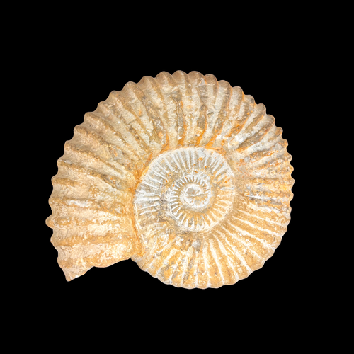 Ammonite fossil from Agadir Morocco 10–12 cm natural Jurassic specimen front view