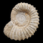 Ammonite fossil side view showing chambers natural fossil from Morocco