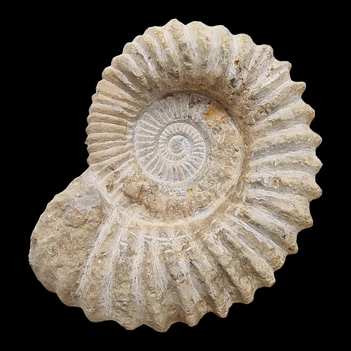 Ammonite fossil side view showing chambers natural fossil from Morocco
