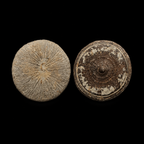 Rare Coral Fossil – Cycloseris