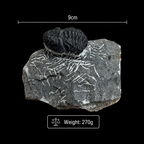 Devonian Trilobite Fossil in Matrix