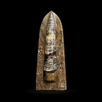 Standing Orthoceras Fossil Display Piece