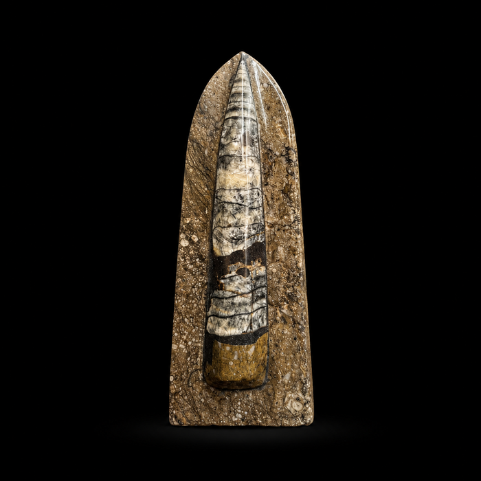 Standing Orthoceras Fossil Display Piece