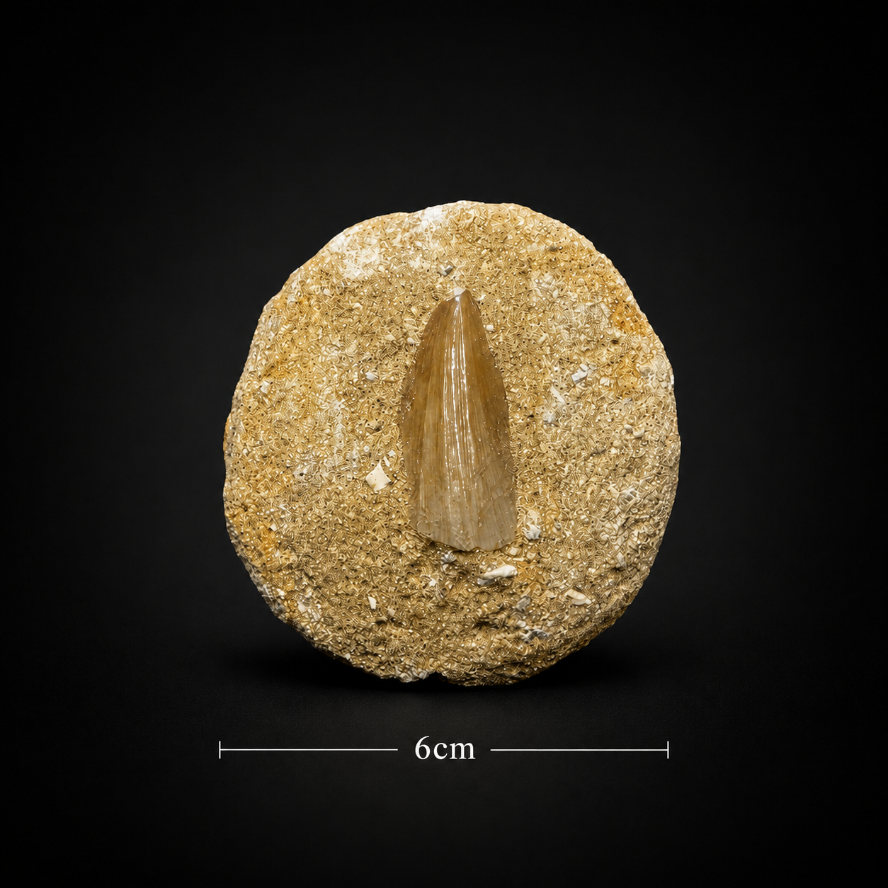 Mosasaur Teeth Fossil on Matrix
