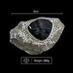 Devonian Trilobite Fossil in Matrix