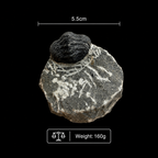 Devonian Trilobite Fossil in Matrix