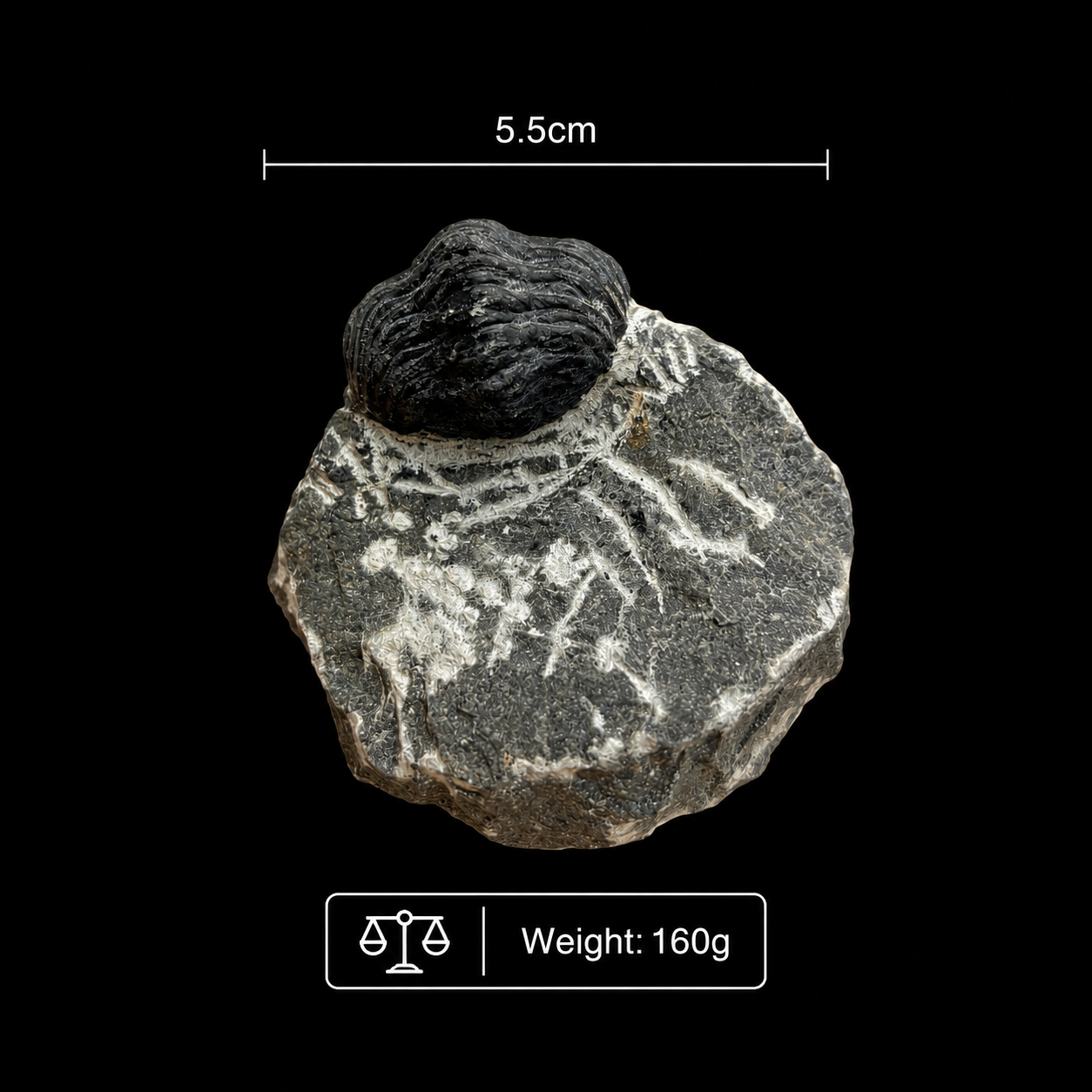 Devonian Trilobite Fossil in Matrix