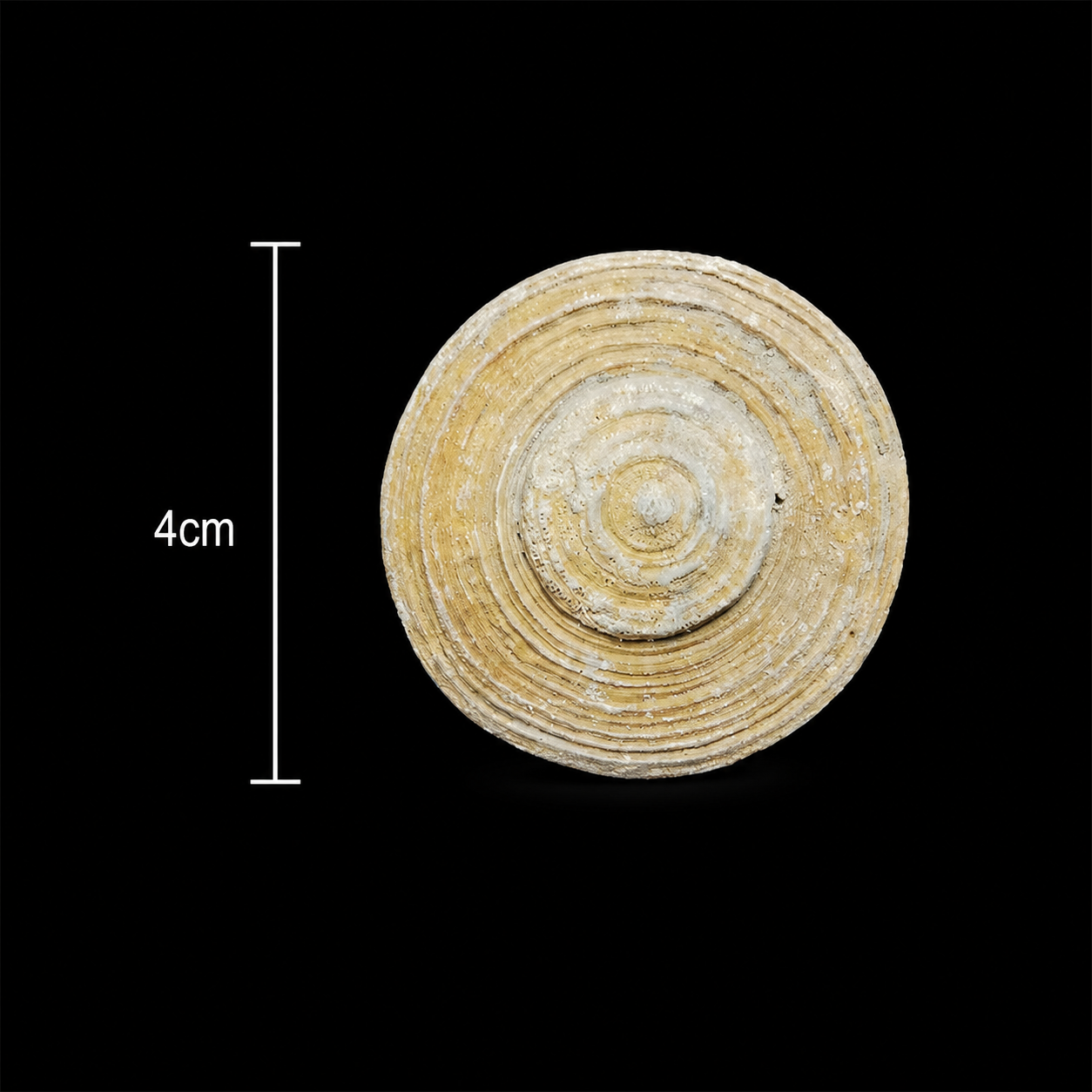 Rare Coral Fossil – Cycloseris