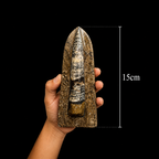 Standing Orthoceras Fossil Display Piece