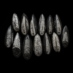 Polished Orthoceras Fossil Pendant