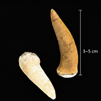 Pair of genuine Enchodus fish tooth fossils from Morocco dating to the Late Cretaceous