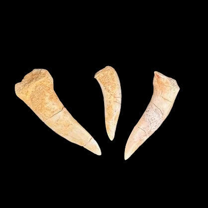 Collection of Enchodus fossil fish teeth from Morocco ranging 3–5 cm in length