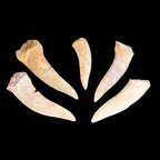 Natural Enchodus fossil fish teeth from Morocco – Late Cretaceous predator tooth collection