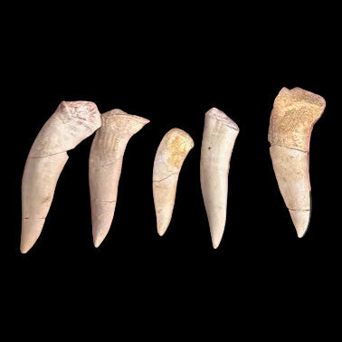 Authentic Enchodus predator fish tooth fossils from Morocco – natural Late Cretaceous teeth