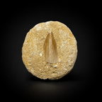 Mosasaur Teeth Fossil on Matrix