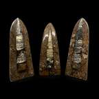 Standing Orthoceras Fossil Display Piece