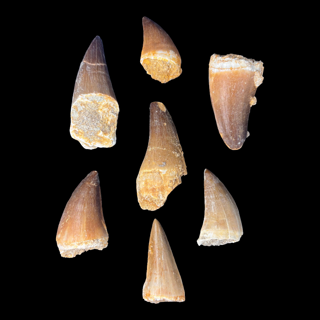 Group of large mosasaur tooth fossils from Morocco measuring 4–5 cm