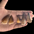 Large mosasaur tooth fossil shown in hand for size comparison