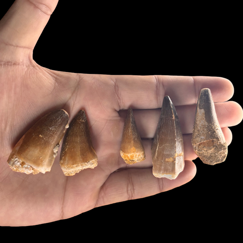 Large mosasaur tooth fossil shown in hand for size comparison