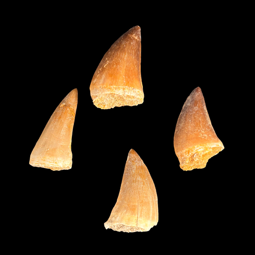Selection of large mosasaur tooth fossils showing natural variation