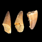 Natural large mosasaur tooth fossil from Morocco, unpolished
