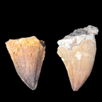 Pair of natural X-large mosasaur tooth fossils showing variation in shape and color