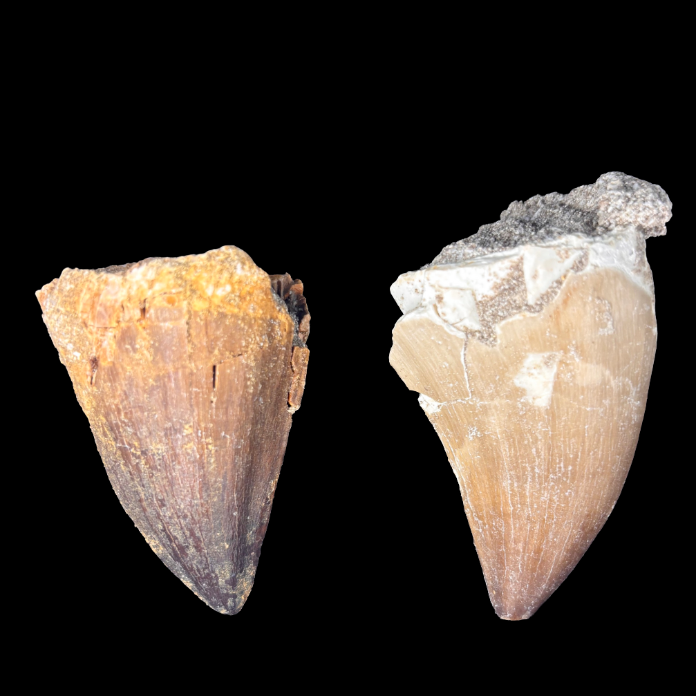 Pair of natural X-large mosasaur tooth fossils showing variation in shape and color