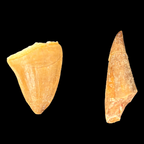 Natural small mosasaur tooth fossil from the Late Cretaceous period