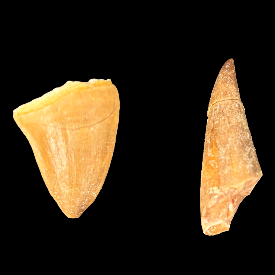 Natural small mosasaur tooth fossil from the Late Cretaceous period