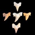 Collection of natural Otodus shark tooth fossils from prehistoric marine deposits