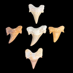 Collection of natural Otodus shark tooth fossils from prehistoric marine deposits