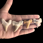 Otodus shark tooth fossils shown in hand for size comparison