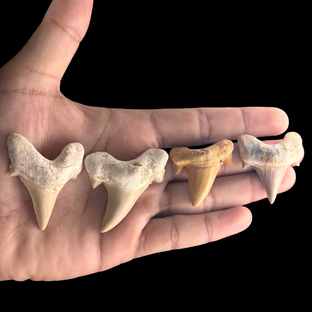 Otodus shark tooth fossils shown in hand for size comparison