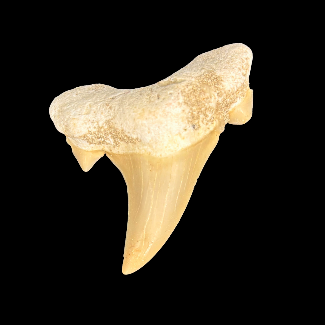 Single Otodus shark tooth fossil showing natural enamel and root structure