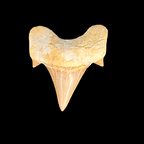 Single Otodus shark tooth fossil showing natural enamel and root structure