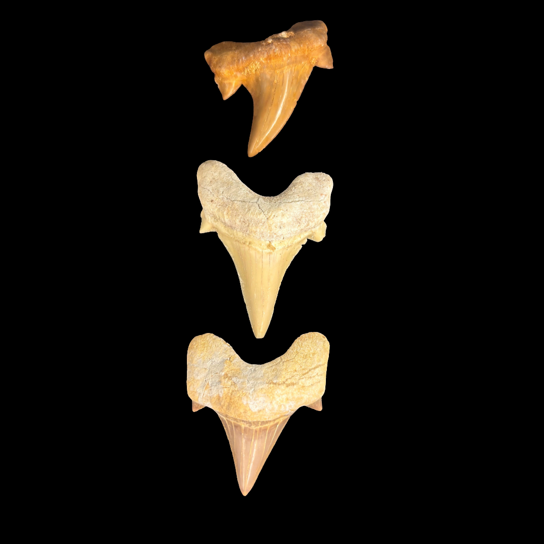 Selection of Otodus shark tooth fossils showing natural variation