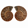 Polished ammonite fossil pair from Morocco, natural split ammonites measuring approximately 2–3 cm