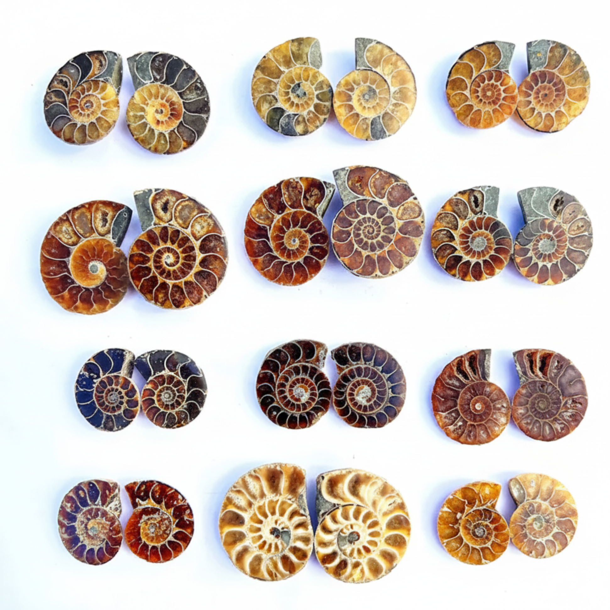 Matched polished ammonite fossil pairs from Morocco, natural split ammonites approximately 2–3 cm