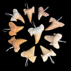Collection of natural shark tooth wire wrapped pendants arranged in a circle on black background