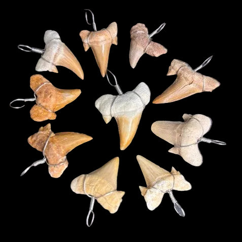 Collection of natural shark tooth wire wrapped pendants arranged in a circle on black background