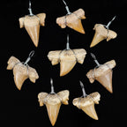 Natural shark tooth pendants wire wrapped and displayed as a set on black background