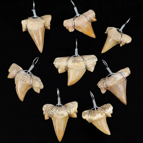 Natural shark tooth pendants wire wrapped and displayed as a set on black background