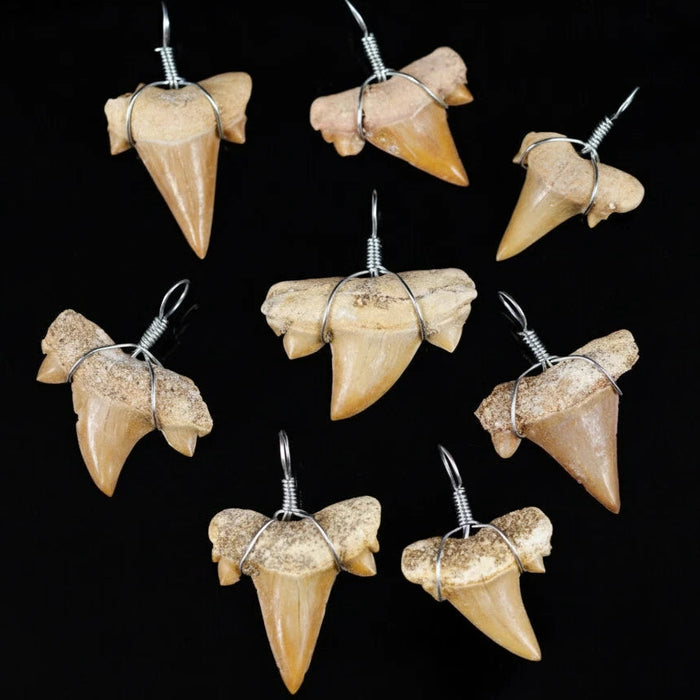 Fossil Shark Tooth Pendant