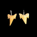 Pair of natural shark tooth pendants wire wrapped for jewelry on black background