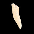 Single natural Enchodus fossil fish tooth from Morocco – 3–5 cm Cretaceous specimen