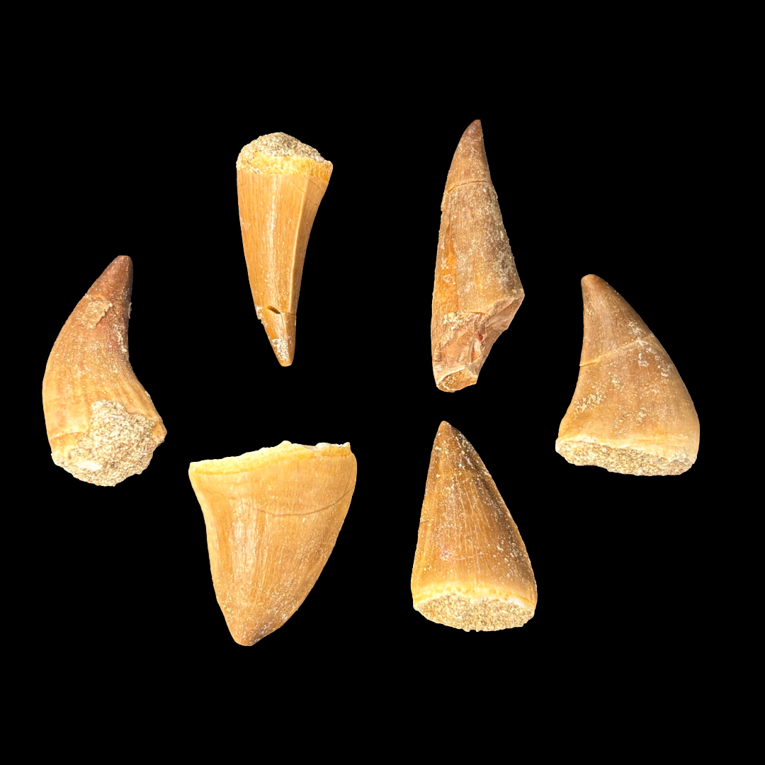 Group of small mosasaur tooth fossils from Morocco measuring 2–3 cm