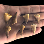 Small mosasaur tooth fossils shown in hand for size comparison