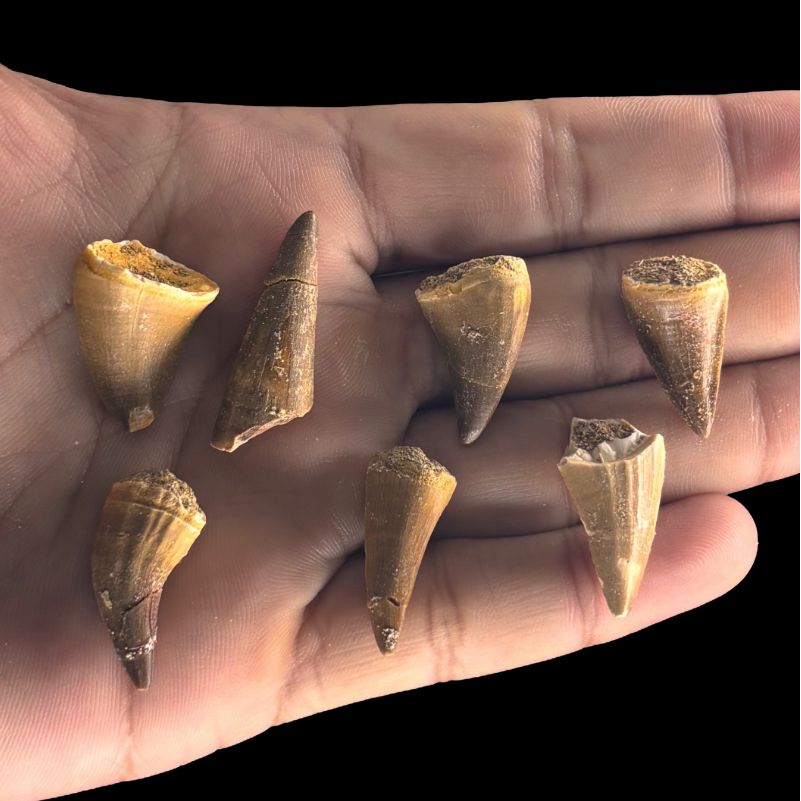 Small mosasaur tooth fossils shown in hand for size comparison